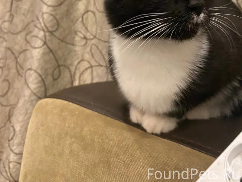 Пропала кошка Жужа, Качканар