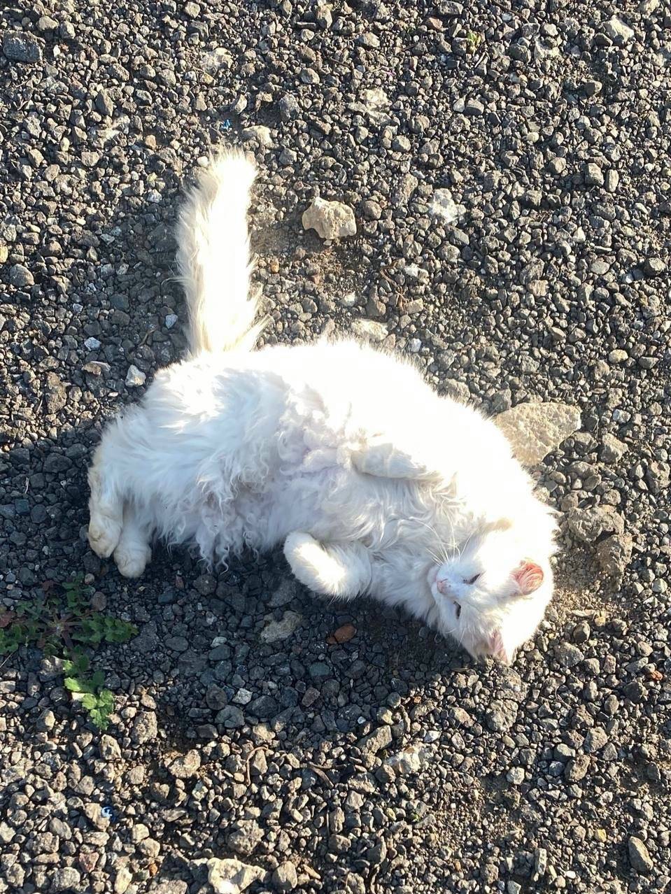 Пропала турецкая ангора, деревня Кошерово