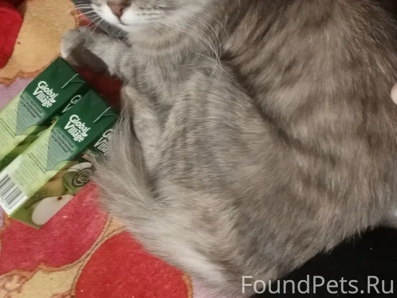Пропала кошка, Дворцовый переулок