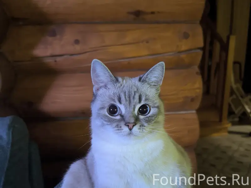 Пропала кошка Дуся, с. Золоторучье