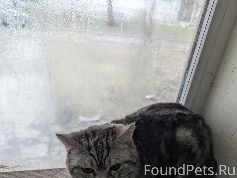 Найден кот, район вагонка