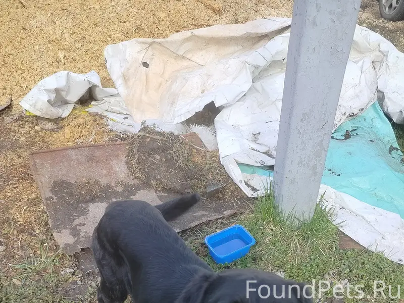 Найден лабрадор, Богоявление