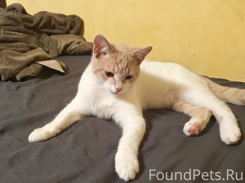 Пропал кот на Черепахина Ростов 