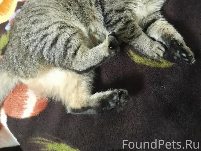 Пропал кот Барсик, Работки