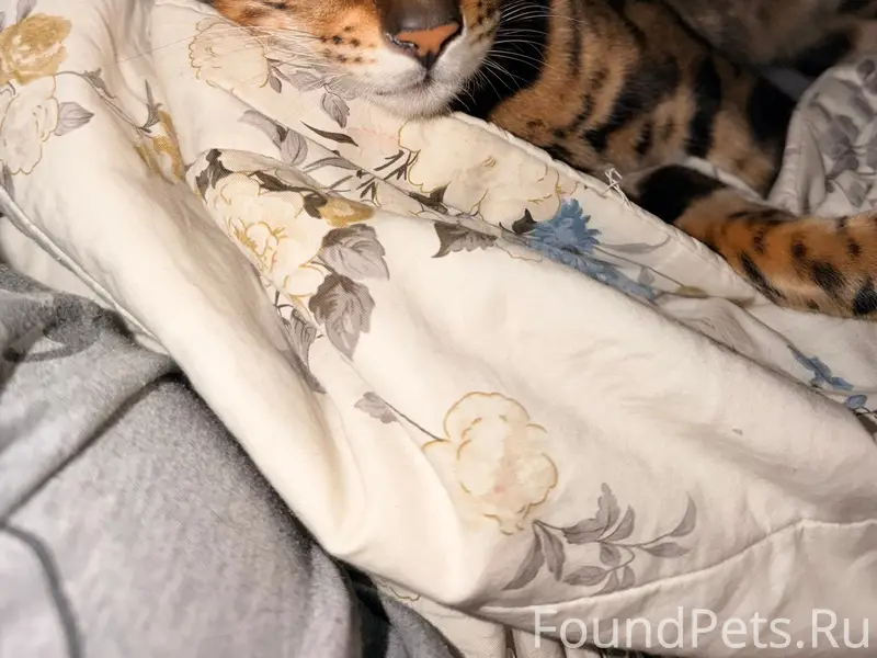 Пропал бенгальский кот, Росляковка