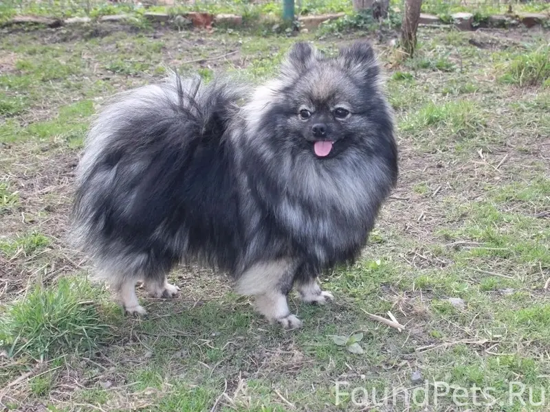 Пропала собака шпиц, между Питерской и Ладожской