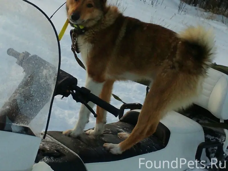 Пропали западно-сибирские лайки Дик и Мура, Вологда