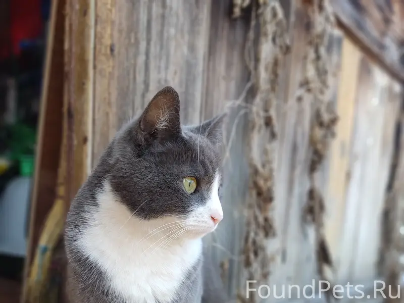 Пропал кот Тимофей, улица Куйбышева
