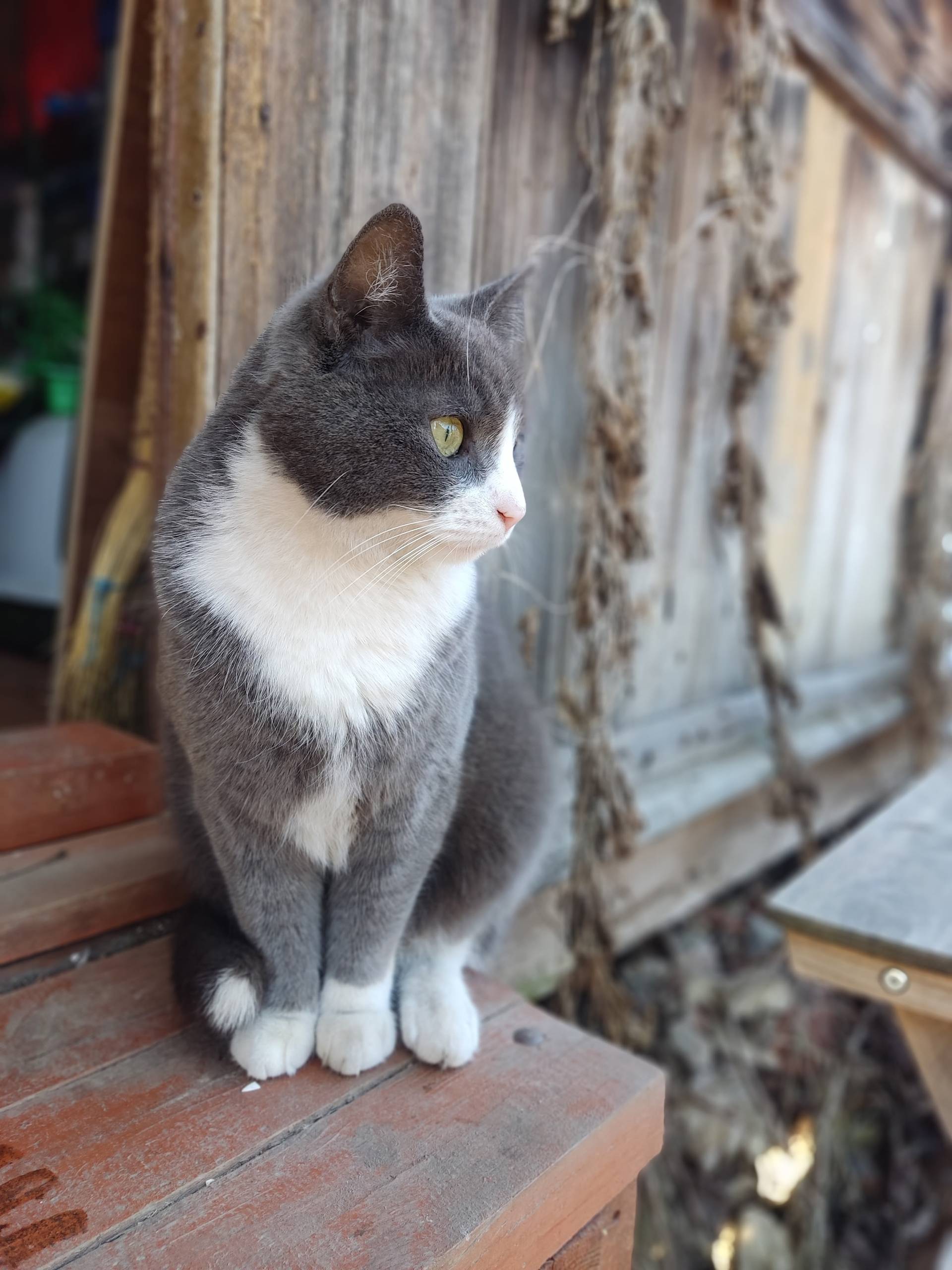 Пропал кот Тимофей, пгт. Сиверский