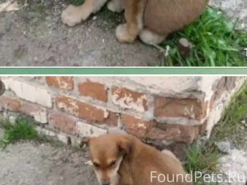 Найден щенок девочка, 2,5 месяца