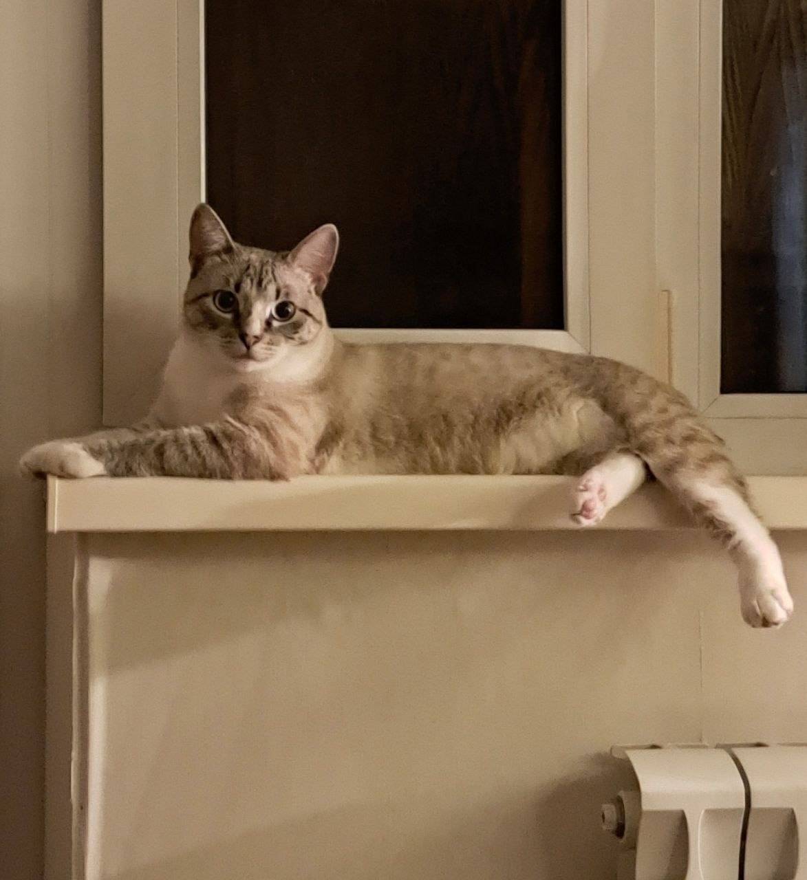 Без хвоста, голубые глаза, потерялся котик