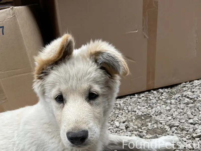 Пропал пес Мани, Горбатовка (Дзержинский район)