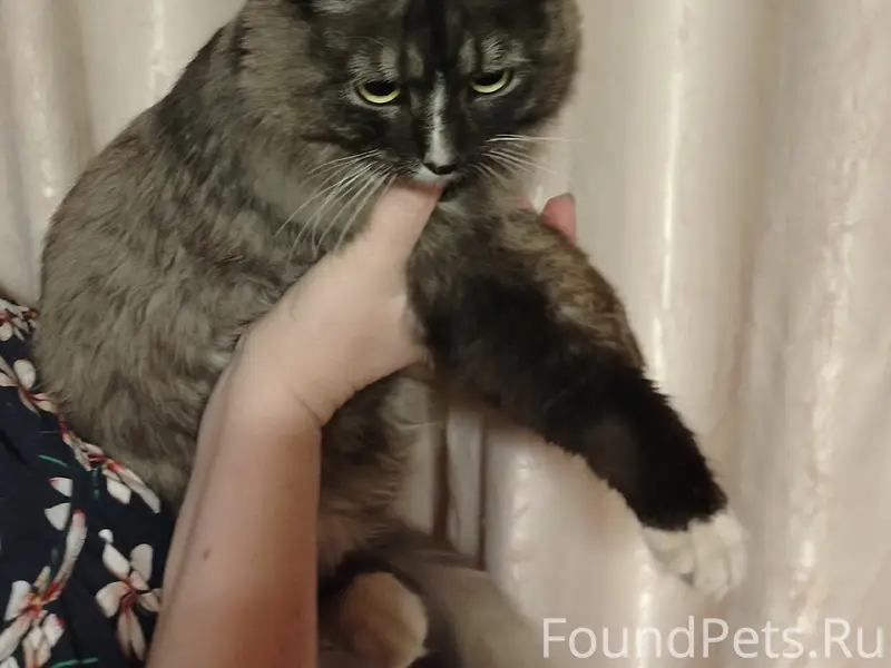 Найден кот, Ногинск