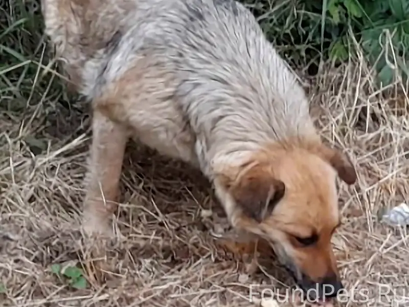 Пропала собака Найда, с. Золотое Поле