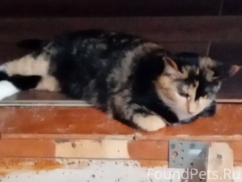 Пропала кошка,