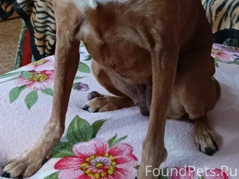 Пропала собака Гера, Симферополь, переулок Сивашский