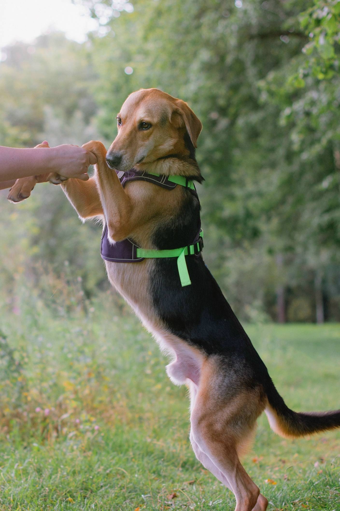 Найден рыжий пёс Рэм