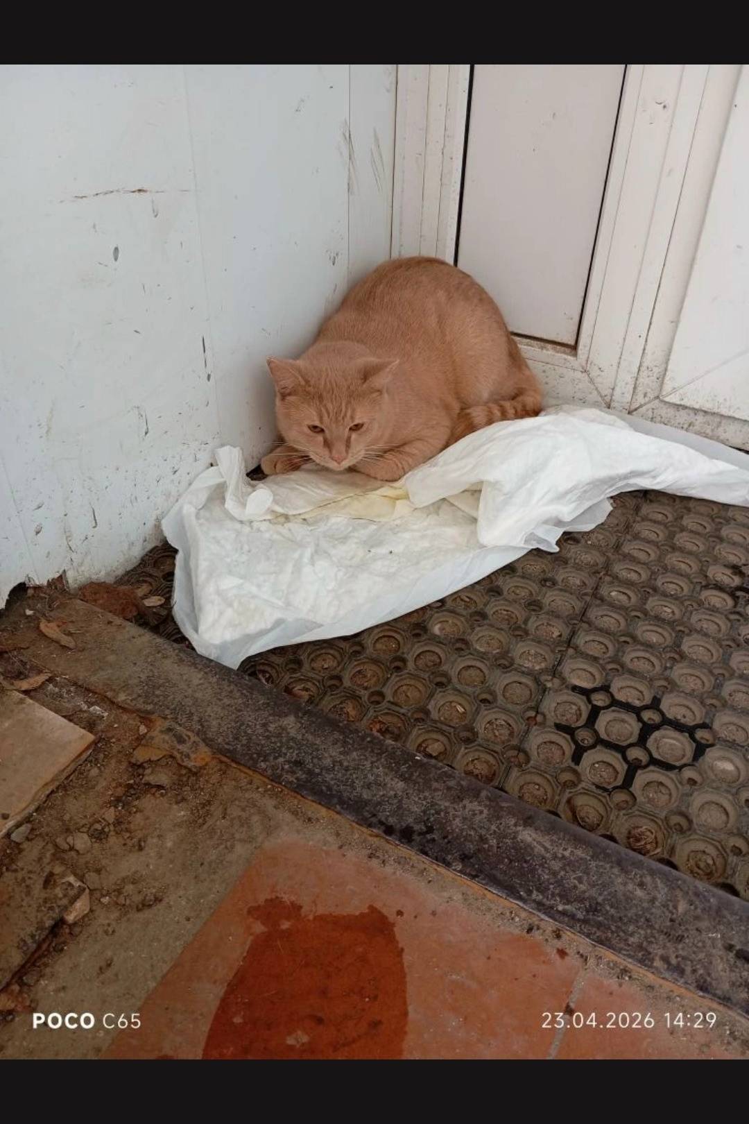 Найден кот, Пушкино