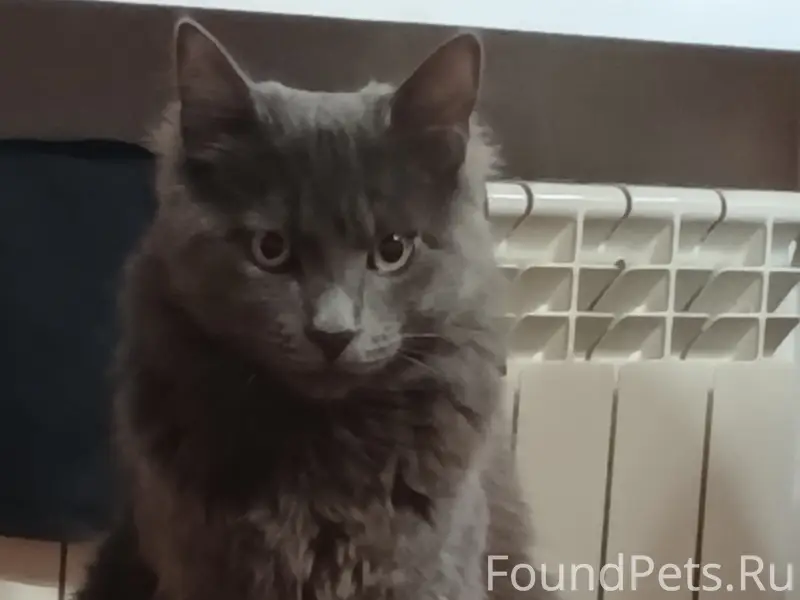 Пропал кот.