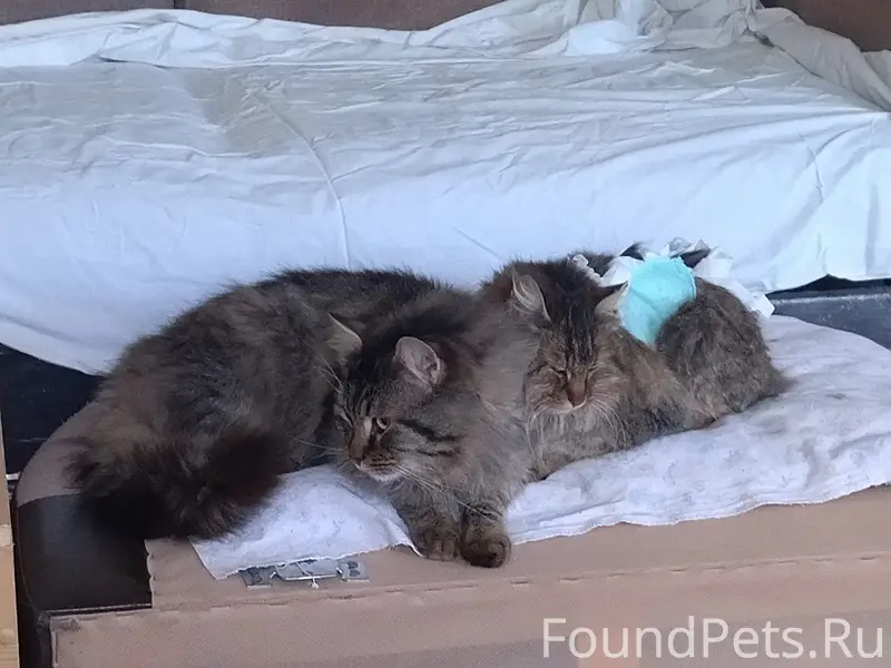 Пропала кошка Ева, ул. Кубинская