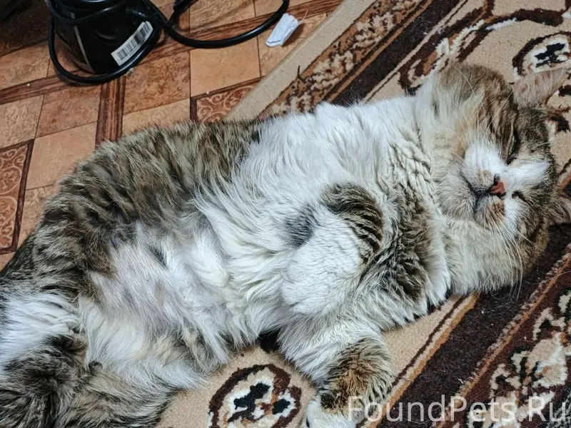 Пропал кот, район 4 школы