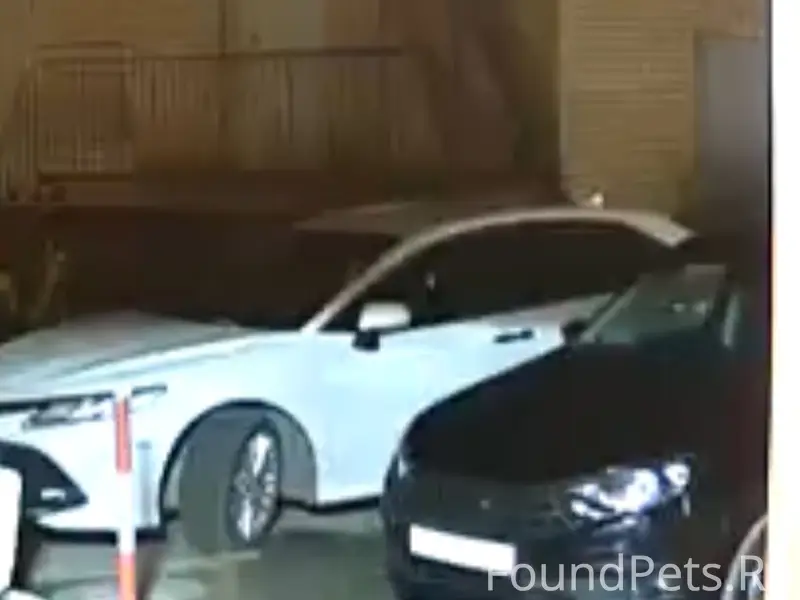 Найден чёрный пёс с ошейником, Ерошевского