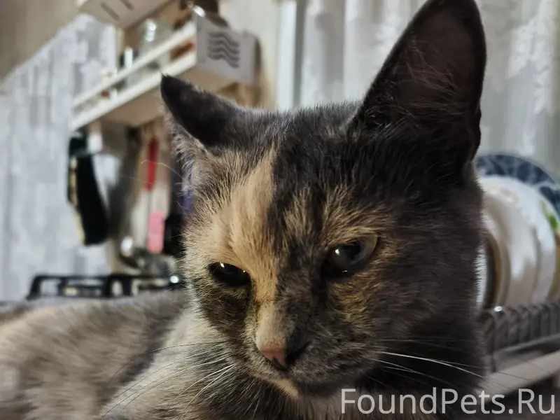 Пропала кошка Маруся, Парамоновка