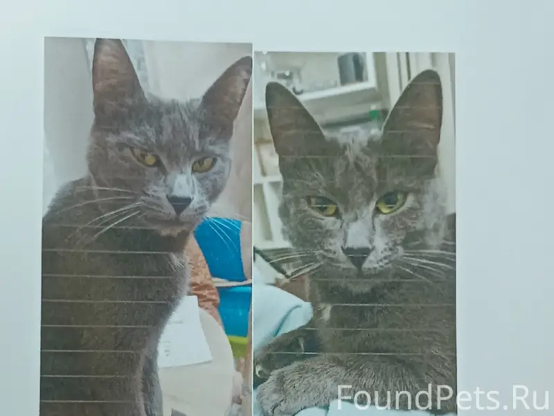 Пропала кошка, город Истра