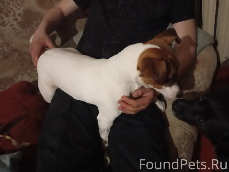 Найден щенок джек рассел, Тверь