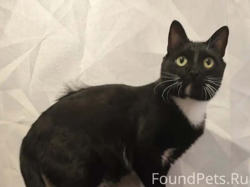 Пропал кот Гошан, район Нефтяники