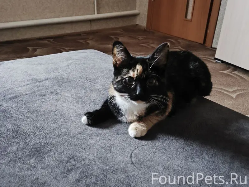Пропала трёхцветная кошка, П. Сосны