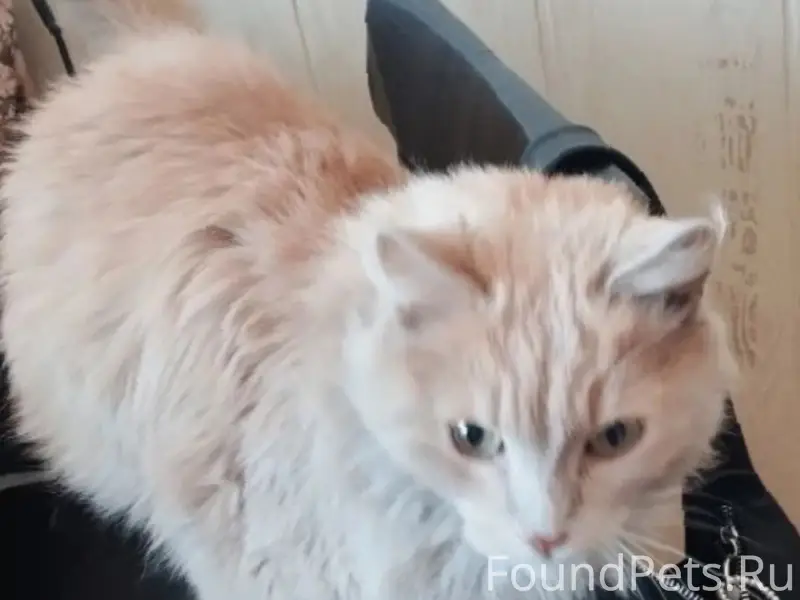 Найден кот, район стадиона