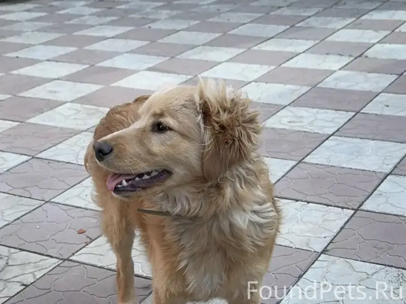 Пропала собака