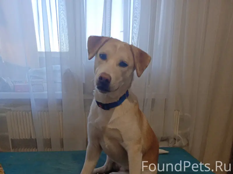 Найден щенок, связаться по телефону