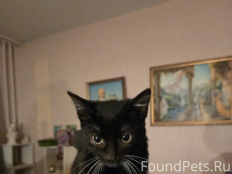 Найдена кошка, Петроградский район