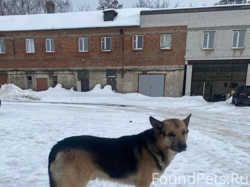 Пропал кобель овчарка Рекс, Никуличи