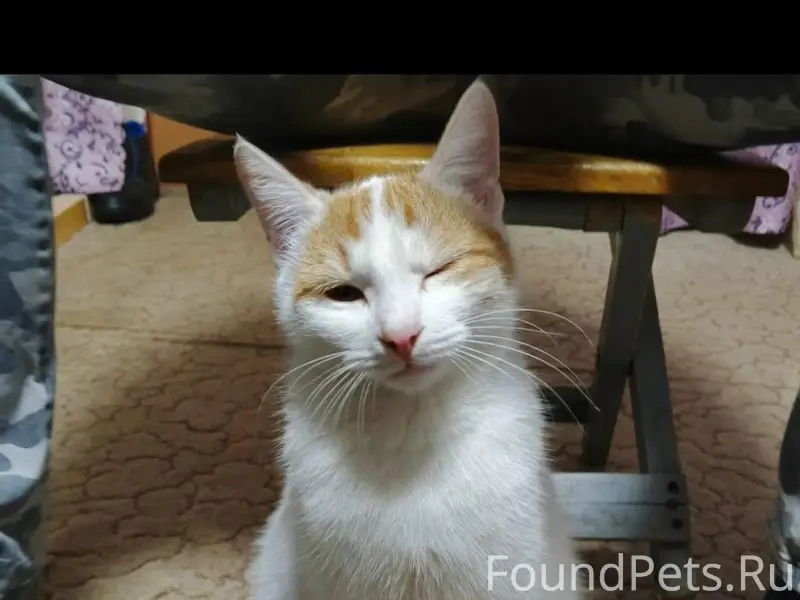 Пропал кот, Станица Воронежская