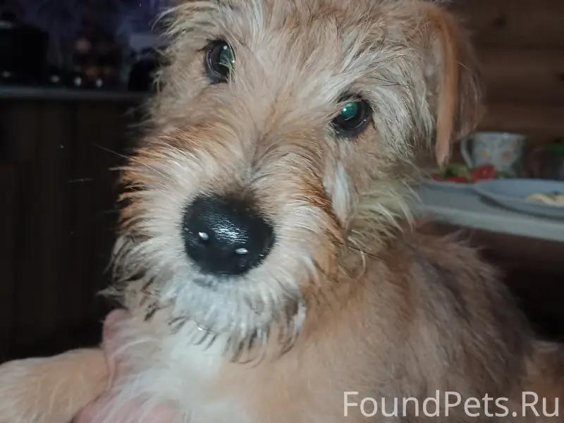 Пропал щенок, может быть в Новом Доскино или Орловке
