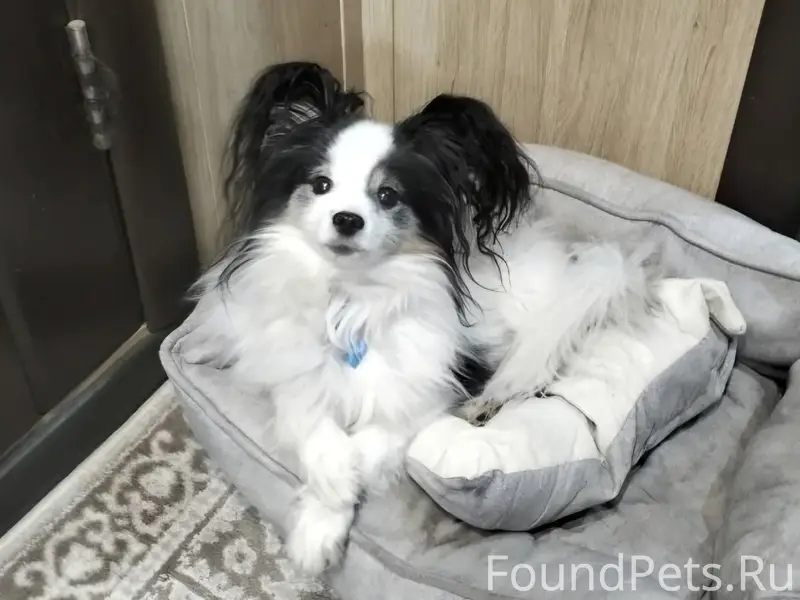 Пропал пёс Честер, СНТ Фарфорист-3