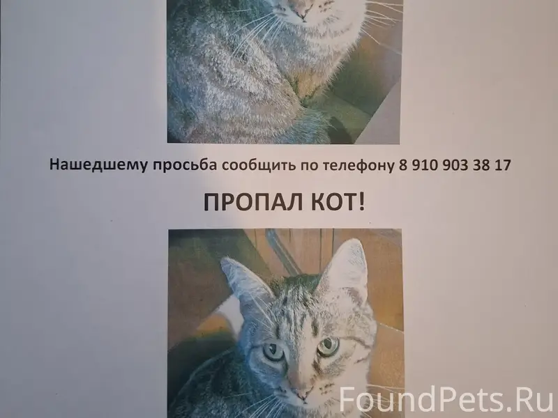 Пропал кот Маркиз, район ул. Новая