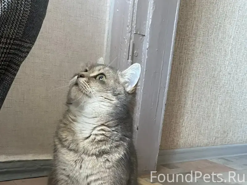 Пропала кошка Бася, район дк