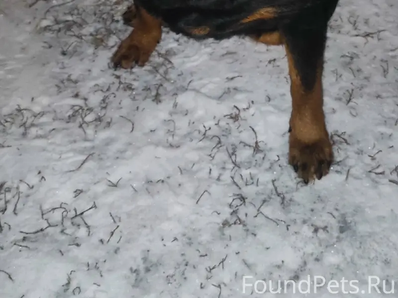 Пропала ротвейлер, деревня Медведчикова