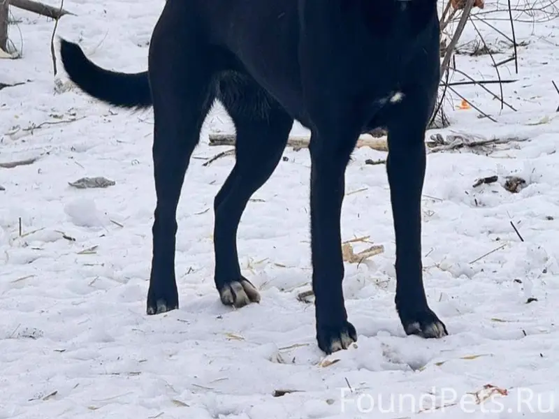 Пропала собака, район Стачки/Малиновского