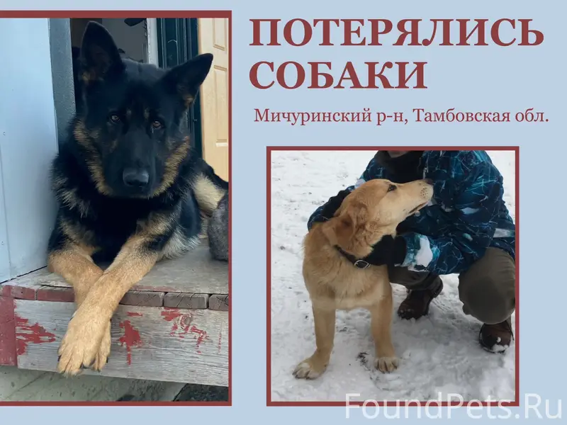 Пропали: немецкая овчарка и дворняга, с. Остролучье