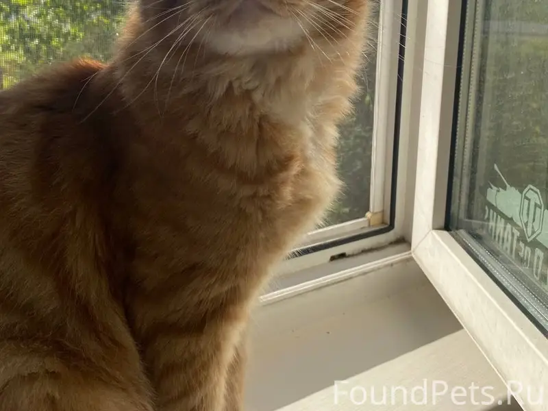 Пропал мейн-кун, район Воскресенской церкви