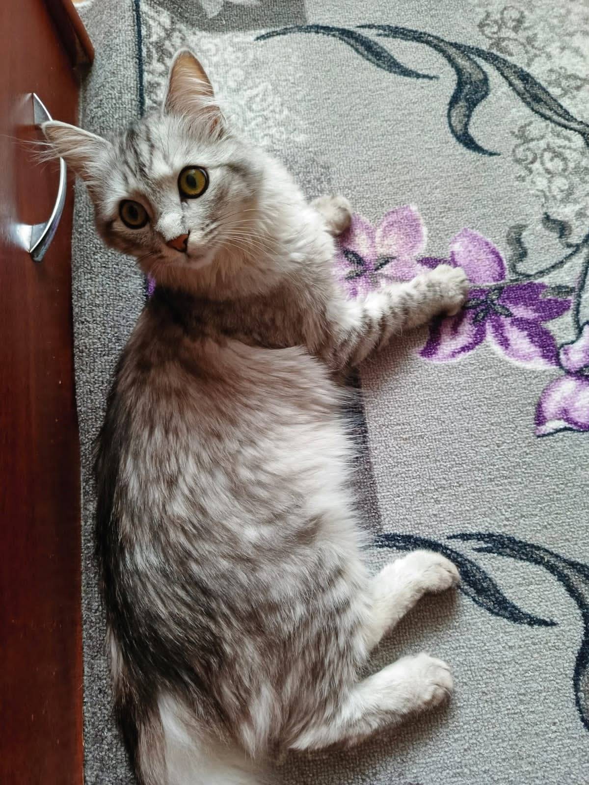 Пропала кошка Зефирка, Вятские Поляны