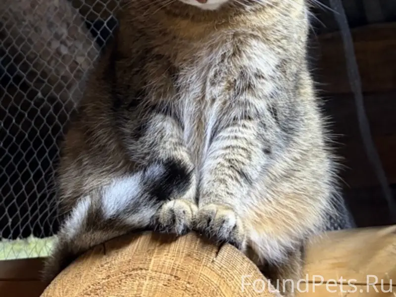 Пропала кошка, район стройматериалов