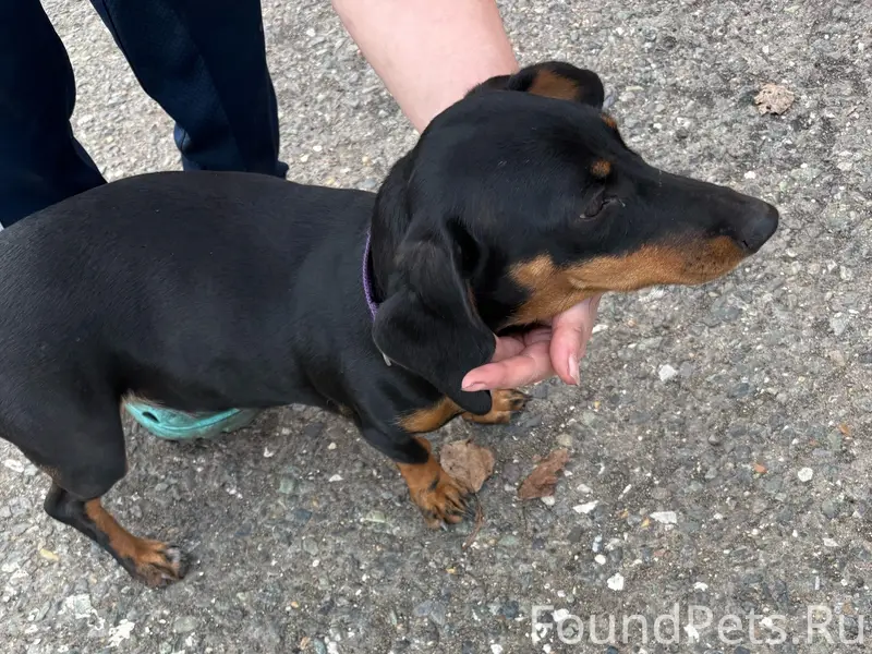 Пропала собака, Октябрьская