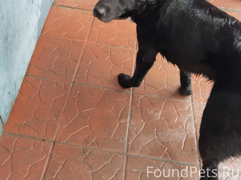 Пропал чёрный пёс, район Постникова оврага