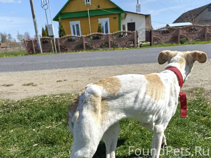 Найден пёс, д. Березовка
